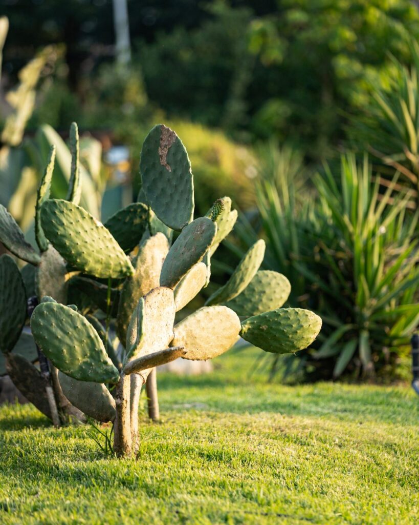 Fauna y flora cactus